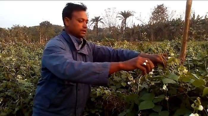 শিম চাষে লাভবান কালীগঞ্জের কৃষক বাদশা