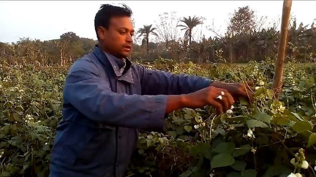 শিম চাষে লাভবান কালীগঞ্জের কৃষক বাদশা