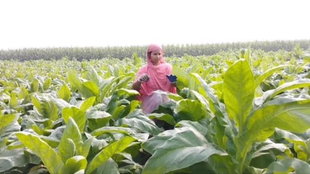 ভূঞাপুরে বাড়ছে তামাক চাষ, ঝুঁকিতে কৃষক ও শ্রমিক