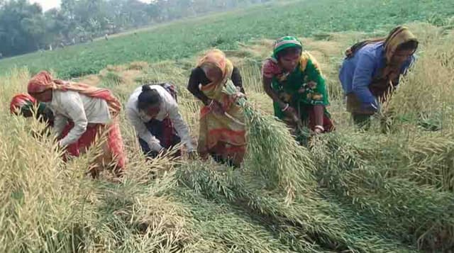 পাঁচবিবিতে সরিষার বাম্পার ফলন, দামেও খুশি চাষিরা