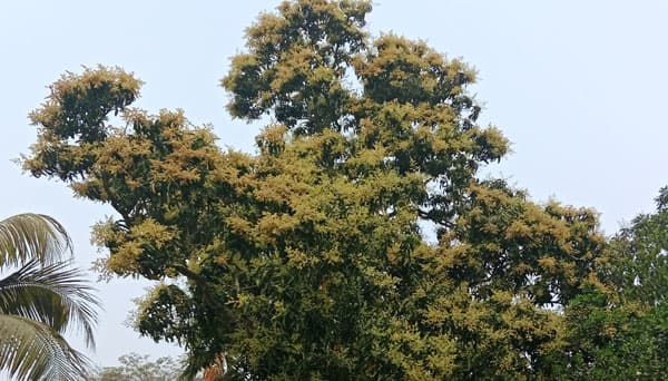 সরাইলে গাছে গাছে ছড়াচ্ছে আমের মুকুল