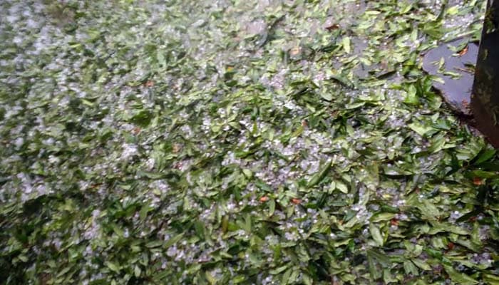 ঝিনাইদহে ঝড় ও শীলা বৃষ্টিতে ফসলের ক্ষতি