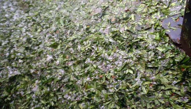 ঝিনাইদহে ঝড় ও শীলা বৃষ্টিতে ফসলের ক্ষতি