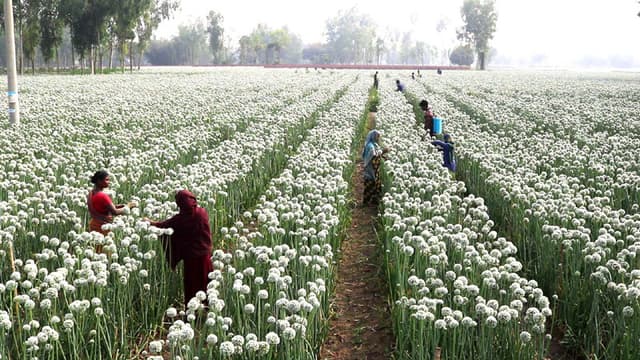ঠাকুরগাঁওয়ে ২১ কোটি টাকার পেঁয়াজ বীজ উৎপাদনের সম্ভাবনা