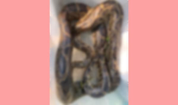 শ্রীমঙ্গলে লোকালয় থেকে আবারও অজগর উদ্ধার