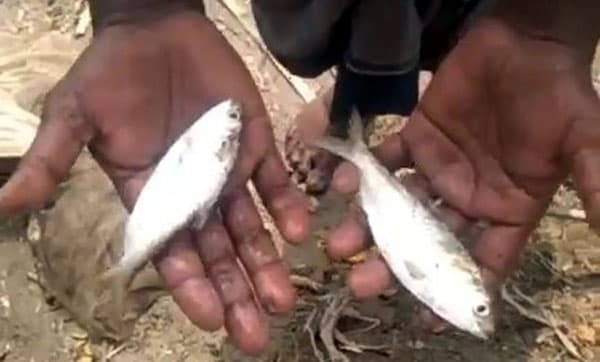ইলিশ হলো মাছের রাজা, জাটকা ধরলে হবে সাজা