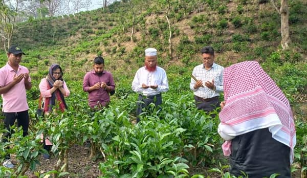 শ্রীমঙ্গলে নতুন মৌসুমের চা উৎপাদন শুরু