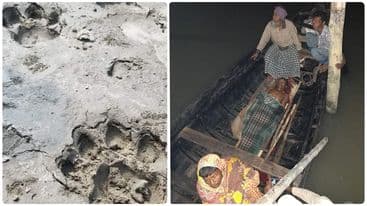 তিন প্রজন্মকে খেলো সুন্দরবনের বাঘ !