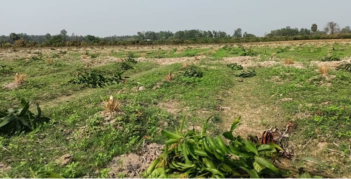 ধামইরহাটে আম গাছের সাথে এ কেমন শত্রুতা