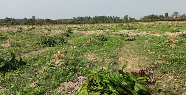 ধামইরহাটে আম গাছের সাথে এ কেমন শত্রুতা