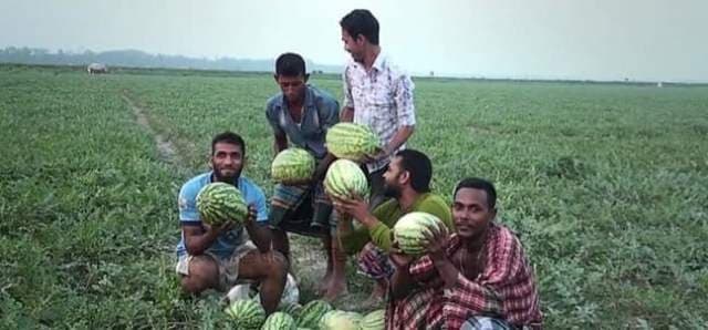তরমুজের বাম্পার ফলনে চাষীদের মুখে হাসি