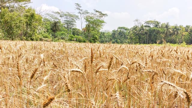 রাজাপুরে গমের বাম্পার ফলনে কৃষকের মুখে হাসি