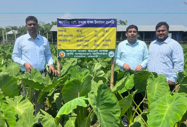 গোয়ালন্দে কন্দাল ফসল উন্নয়ন প্রকল্পের আওতায় মাঠ দিবস