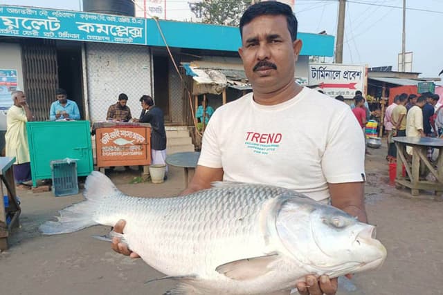 রাজবাড়ীতে ১৭ কেজির এক কাতল ২৮৮৭৫ টাকায় বিক্রি
