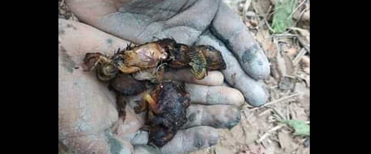 মা পাখি ধান খেলো, ছানা পাখির প্রাণ গেলো!