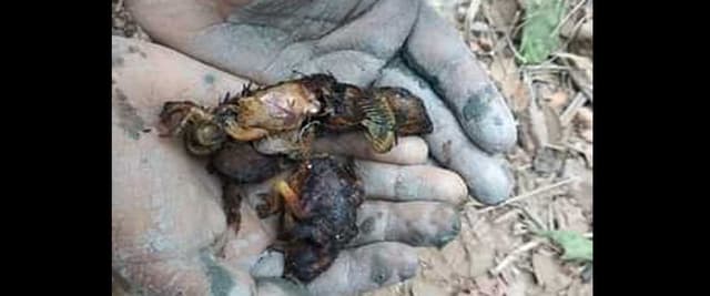 মা পাখি ধান খেলো, ছানা পাখির প্রাণ গেলো!