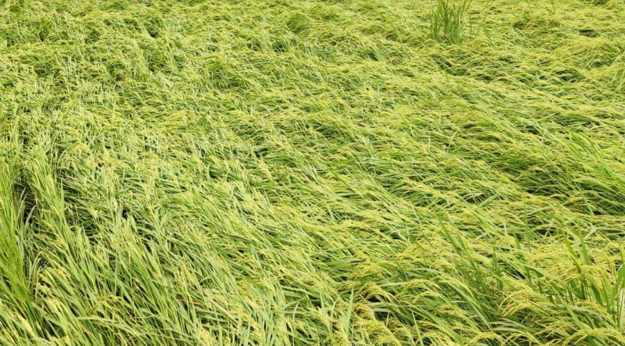 কালবৈশাখী ঝড়ের তান্ডবে ফসলের ব্যাপক ক্ষয়ক্ষতি