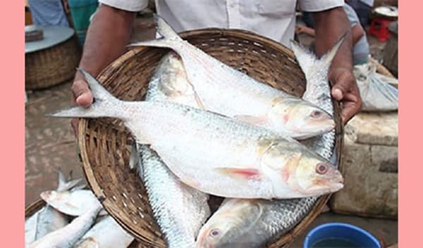 নববর্ষে ইলিশের গায়ে জ্বর, ছোঁয়া দায়!