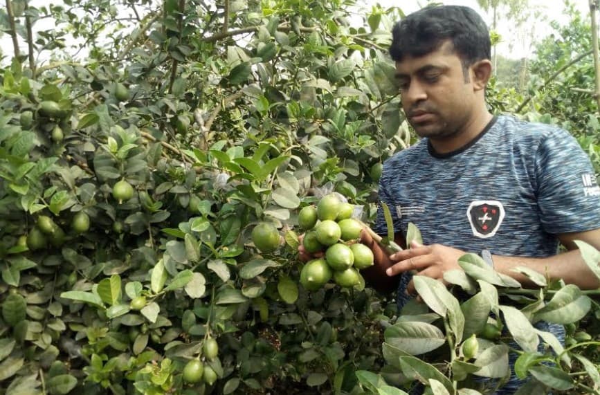 ধামইরহাটে লেবু চাষ করে সফল তরুণ কৃষি উদ্যোক্তা