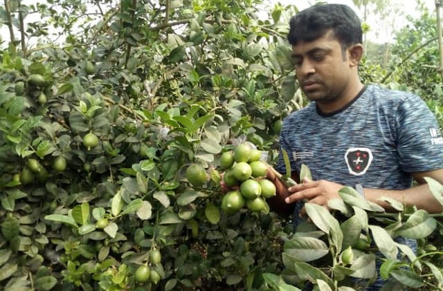 ধামইরহাটে লেবু চাষ করে সফল তরুণ কৃষি উদ্যোক্তা