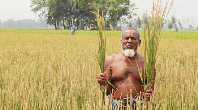 ধানের সাথে শত্রুতা!