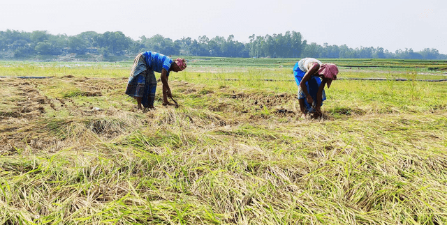 যে নদী ধান ও মাছের!