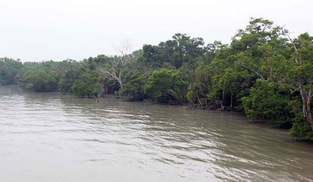 যে বিপদে অপেক্ষা করছে সুন্দরবনে