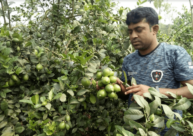 তরুণ কৃষি উদ্যোক্তার সফলতা