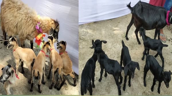 ভূরুঙ্গামারীতে প্রাণিসম্পদ প্রদর্শনী