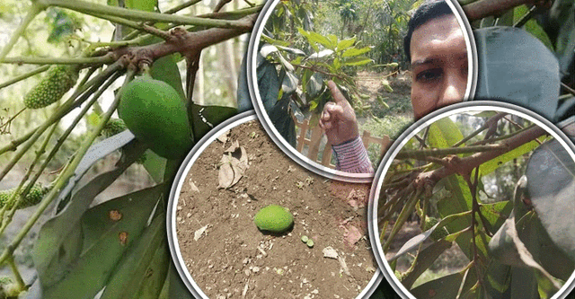 লিচুগাছের সেই আম ছিঁড়ে নিলেন মেম্বার!