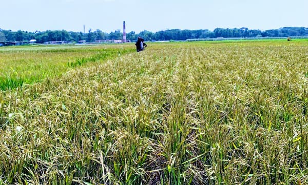 ইট ভাটার বিষাক্ত ধোঁয়ায় পুড়লো কৃষকের স্বপ্ন !