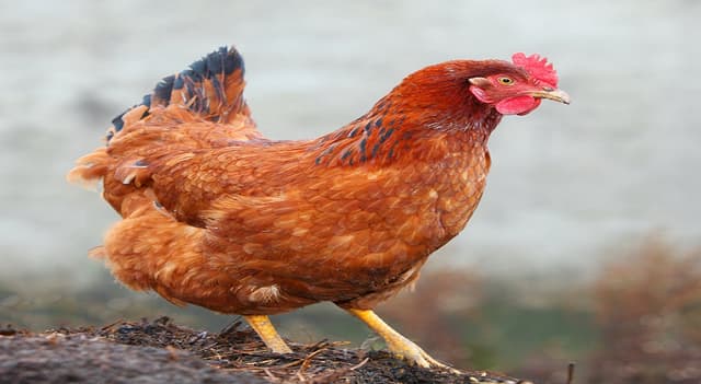 মুরগি ডিম না দেওয়ায় থানায় অভিযোগ!