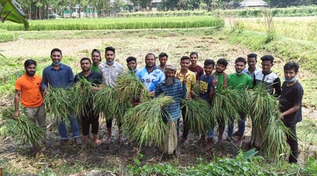 দরিদ্র কৃষকের ধান কেটে দিলো জেলা ছাত্রলীগ