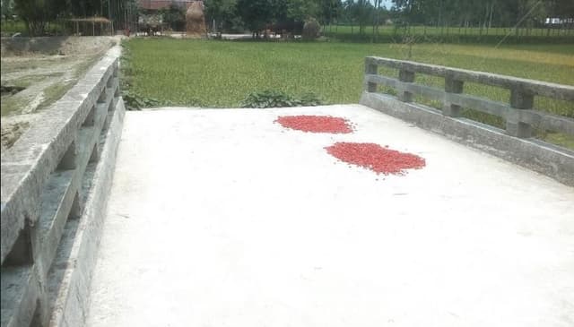 ভূরুঙ্গামারীতে সেতু আছে, নেই সংযোগ সড়ক