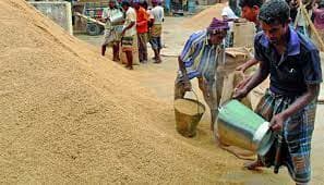 ২৭ টাকা কেজি দরে ধান, ৪০ টাকায় চাল কিনবে সরকার