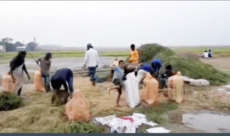 সরাইলে কৃষকের ঘরে-ঘরে নতুন ধানের উৎসব