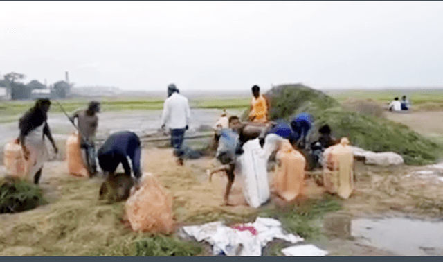 সরাইলে কৃষকের ঘরে-ঘরে নতুন ধানের উৎসব