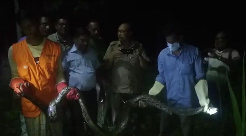 ২৫ কেজি ওজনের আজগর সাপ উদ্ধার
