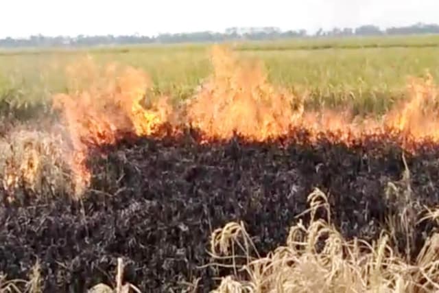 ঘরে তুলতে  লোকসান দ্বীগুন তাই পাকা ধানে আগুন!