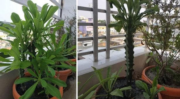 করোনা সারবে ভেষজ উদ্ভিদে, দেশি বিজ্ঞানীর দাবি