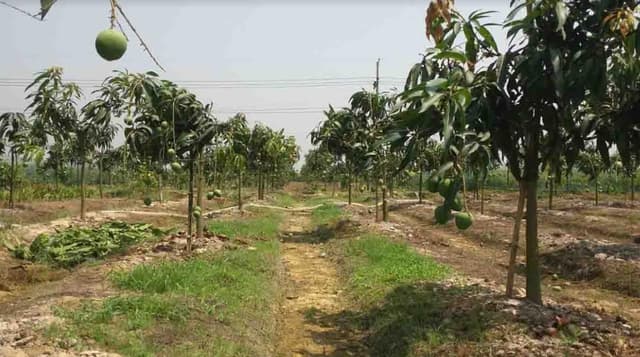 বৃষ্টি নেই, খরা ও তাপদাহে ঝড়ে পড়ছে আম; ক্ষতির আশঙ্কায় চাষীরা