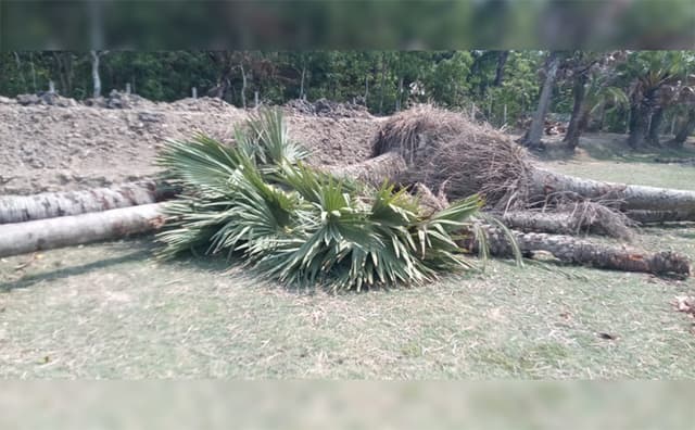 মহিপুরে সড়ক সংস্কারের নামে ৩০টি তালগাছ কাটলেন ইউপি চেয়ারম্যান!