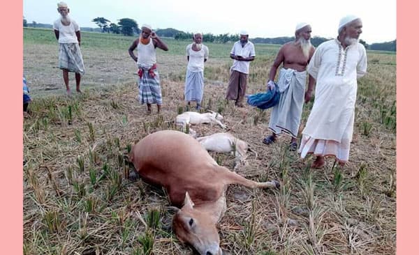 কলাপাড়ায় বজ্রপাতে মারা গেছে তিনটি গরু