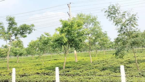 চা উৎপাদনে লক্ষ্যমাত্রা ছাড়ালেও দারিদ্রতা কমেনি শ্রমিকদের