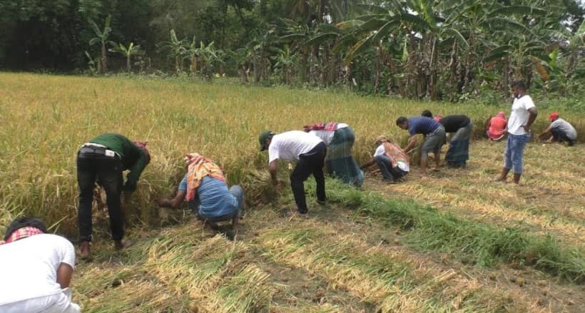 ঝিনাইদহে কৃষকের ধান কেটে দিল ছাত্রলীগ