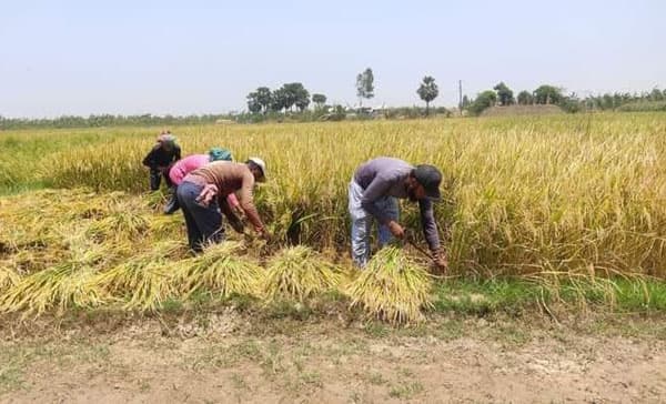 আত্রাইয়ে বোরো ধান কাটা-মাড়াই শুরু, শঙ্কায় কৃষক