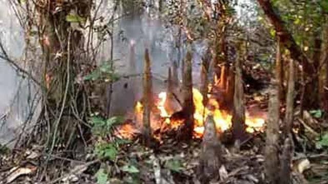 এখনো জ্বলছে সুন্দরবনের আগুন