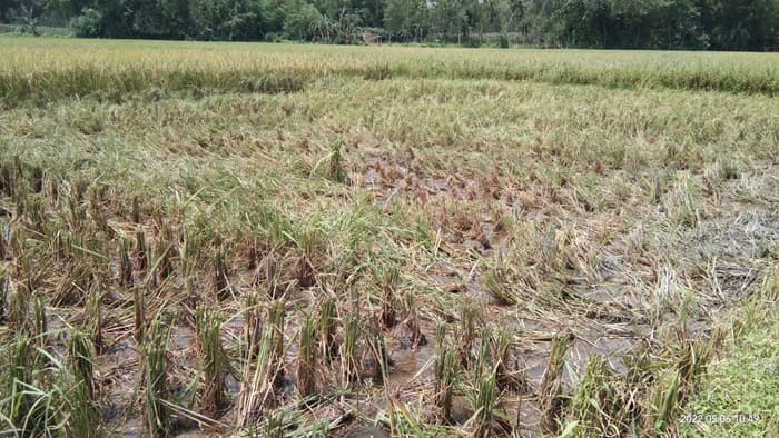 হাতীবান্ধায় প্রতিপক্ষের বিরুদ্ধে জমির ধান কেটে নেয়ার অভিযোগ