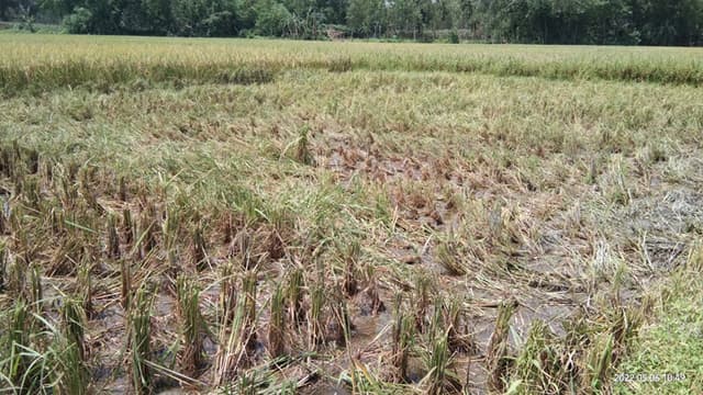 হাতীবান্ধায় প্রতিপক্ষের বিরুদ্ধে জমির ধান কেটে নেয়ার অভিযোগ