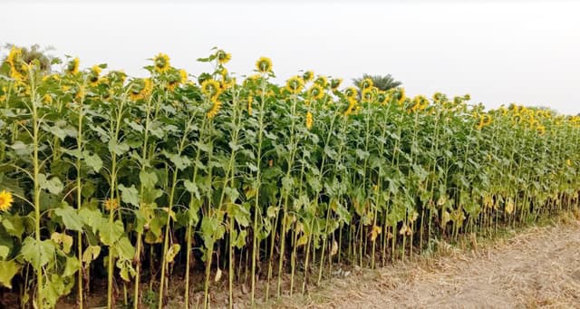 লালপুরে সুর্যমুখীতে সম্ভাবনার হাতছানী